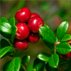 Lingonberry extract - Cystiolla Composition