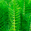 Horsetail extract - Cystiolla Composition 